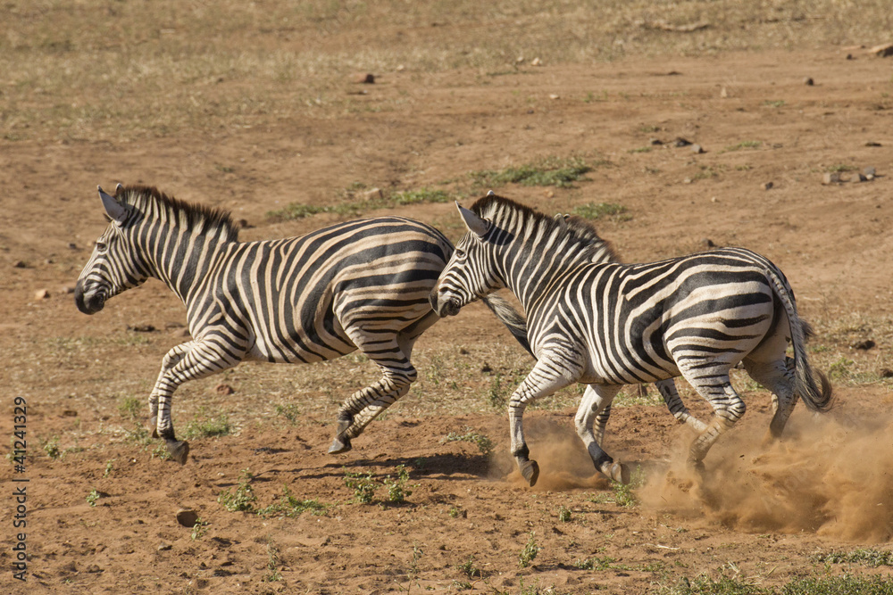 Burchell's Zebra running, South Africa Burchell's Zebra running, South Africa