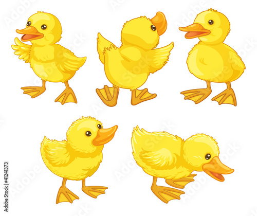 Duckling chicks