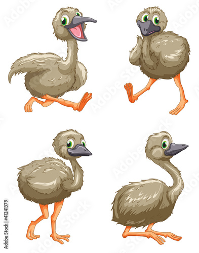 Emu ostrich series