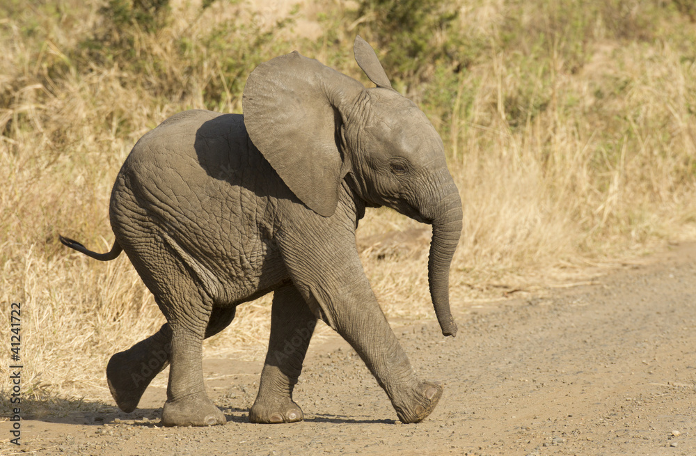 Naklejka premium African elephant baby, South Africa