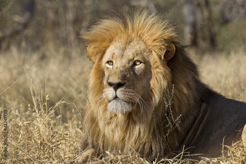 Male Lion portrait, South Africa