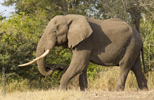 Bull Elephant  South Africa