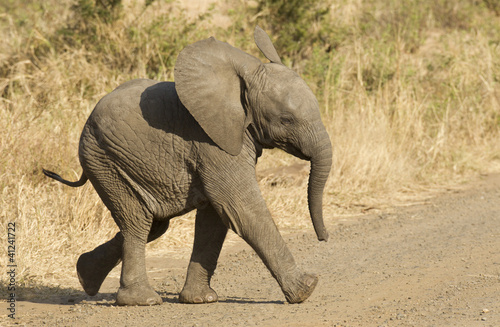 African elephant baby, South Africa