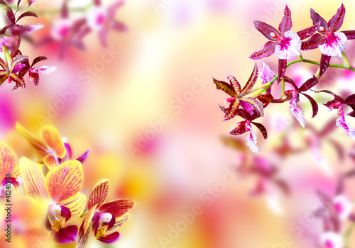 Blooming background