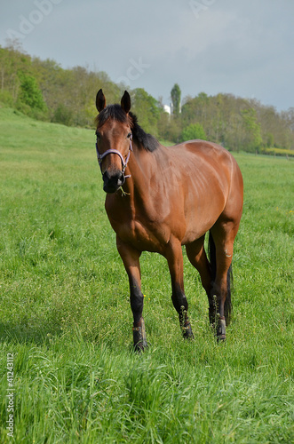 cheval