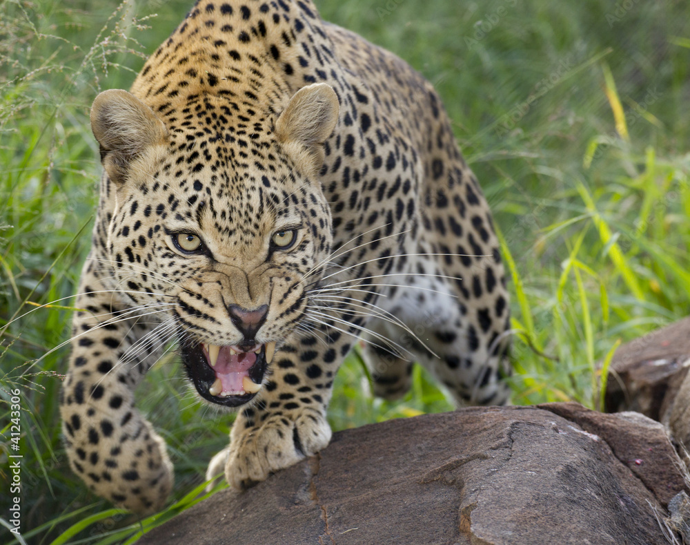 Obraz premium African Leopard, snarling, South Africa