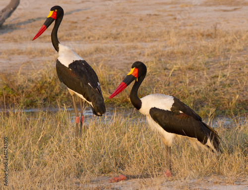 Saddlebilled Stork pair, South Africa photo