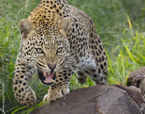 African Leopard  snarling  South Africa