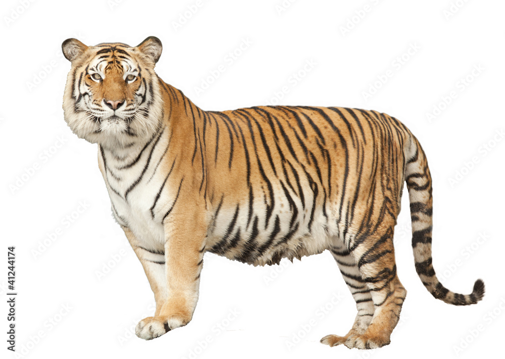 Fototapeta premium Portret królewskiego tygrysa bengalskiego