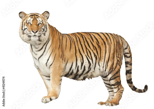 Portrait of a Royal Bengal tiger