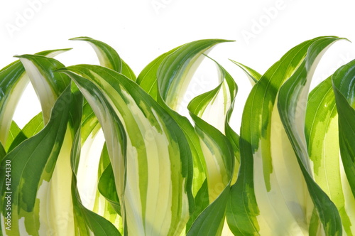 Hostas leaves decoration green plant