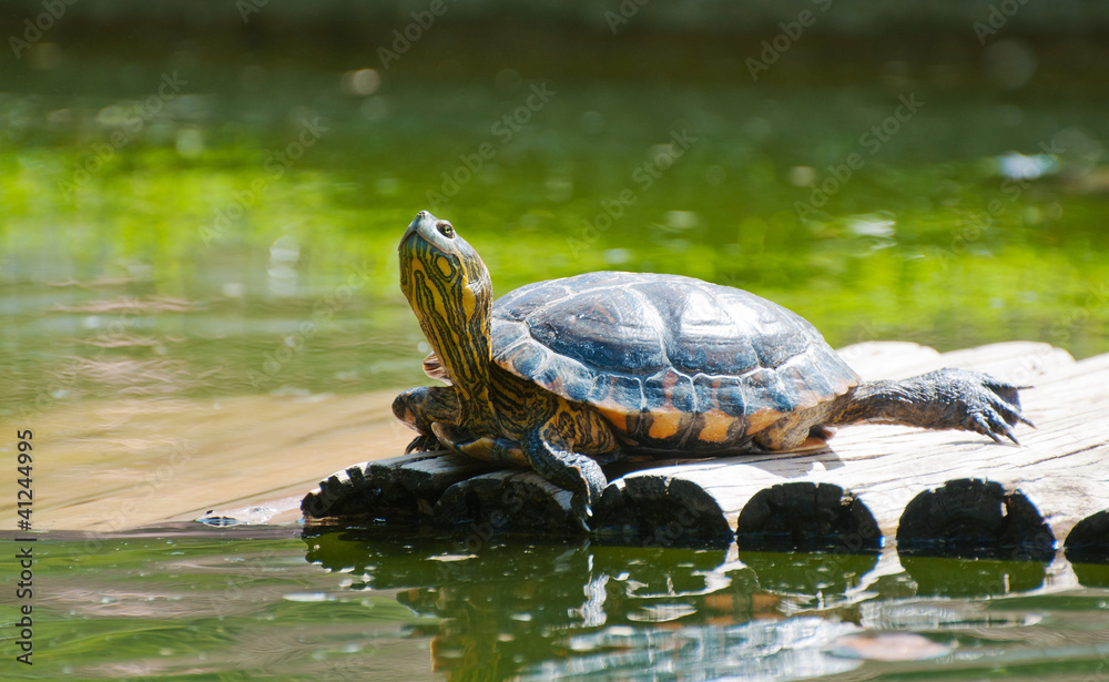 Turtle in the botanical garden in Rio de Janeiro Turtle in the botanical garden in Rio de Janeiro