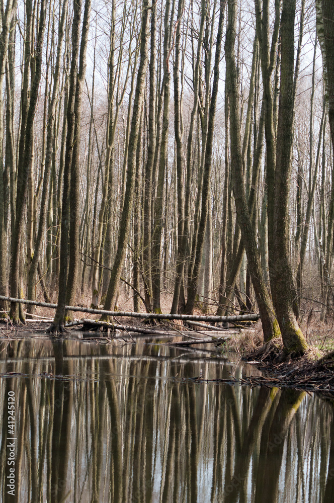forest forest
