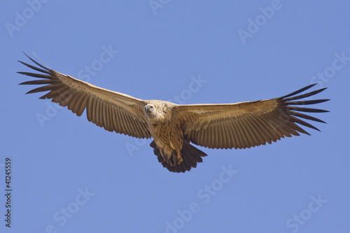 White Backed Vulture in flight, South Africa photo