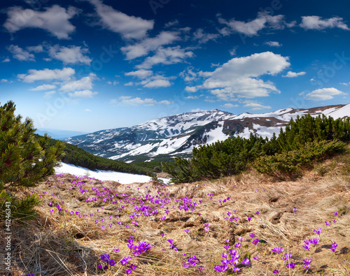 Field of blooming crocuses in the spring in the mountains