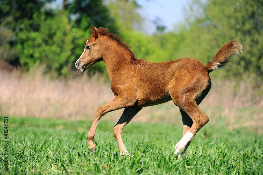 foal running