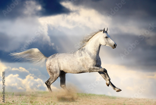 stallion in dust
