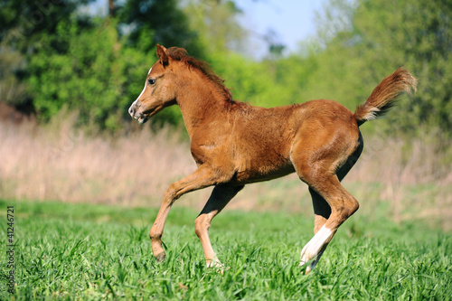 Obraz na płótnie foal running w salonie