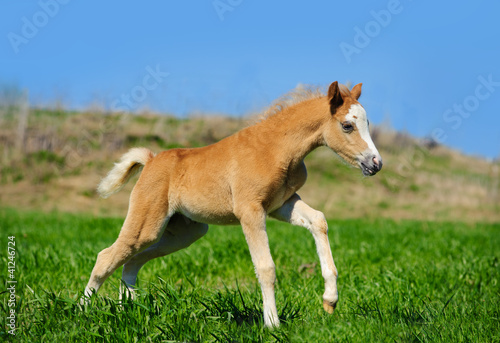 foal run