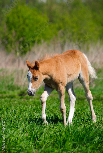 foal