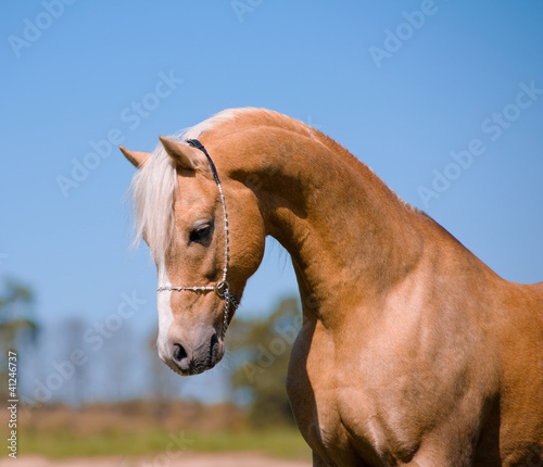 palomino stallion © Mari_art