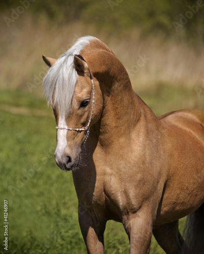 palomino horse portrait © Olga Itina