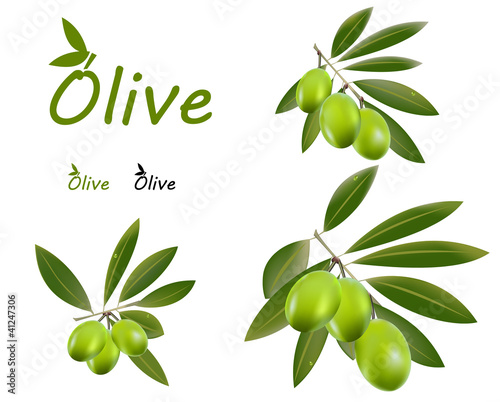 Green olive branch