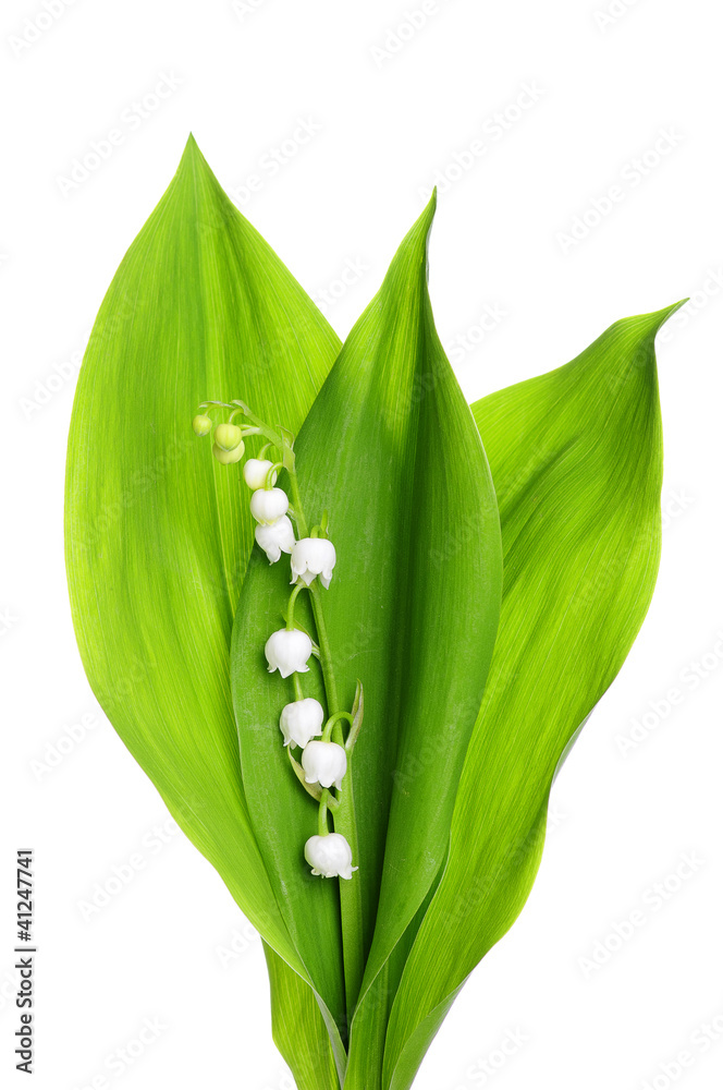 Lily of the Valley