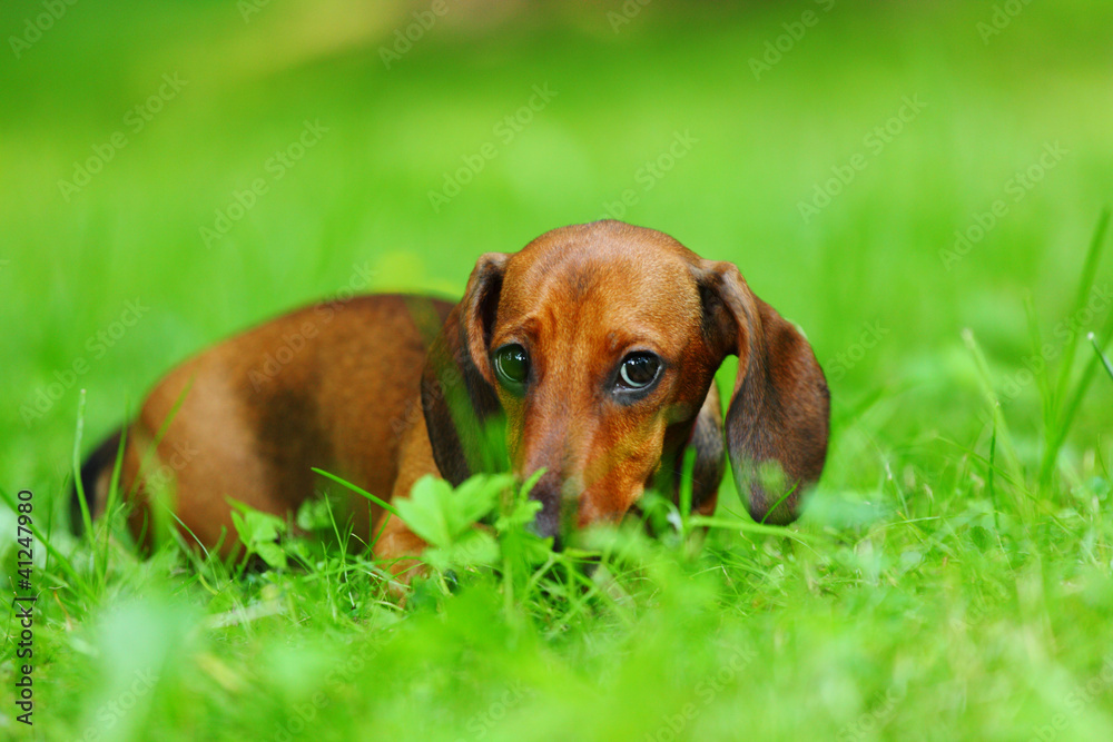 dachshund on grass