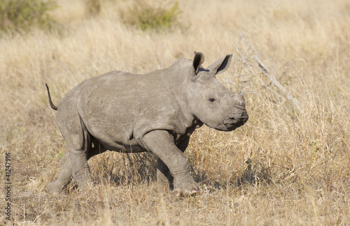 Baby White Rhino, South Africa
