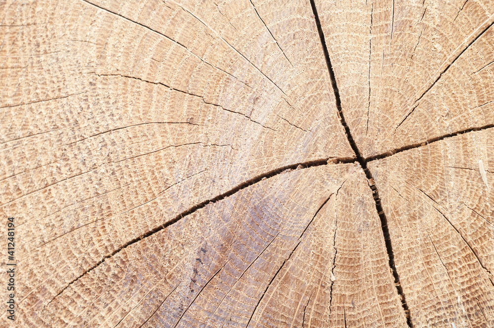 Fototapeta premium wood