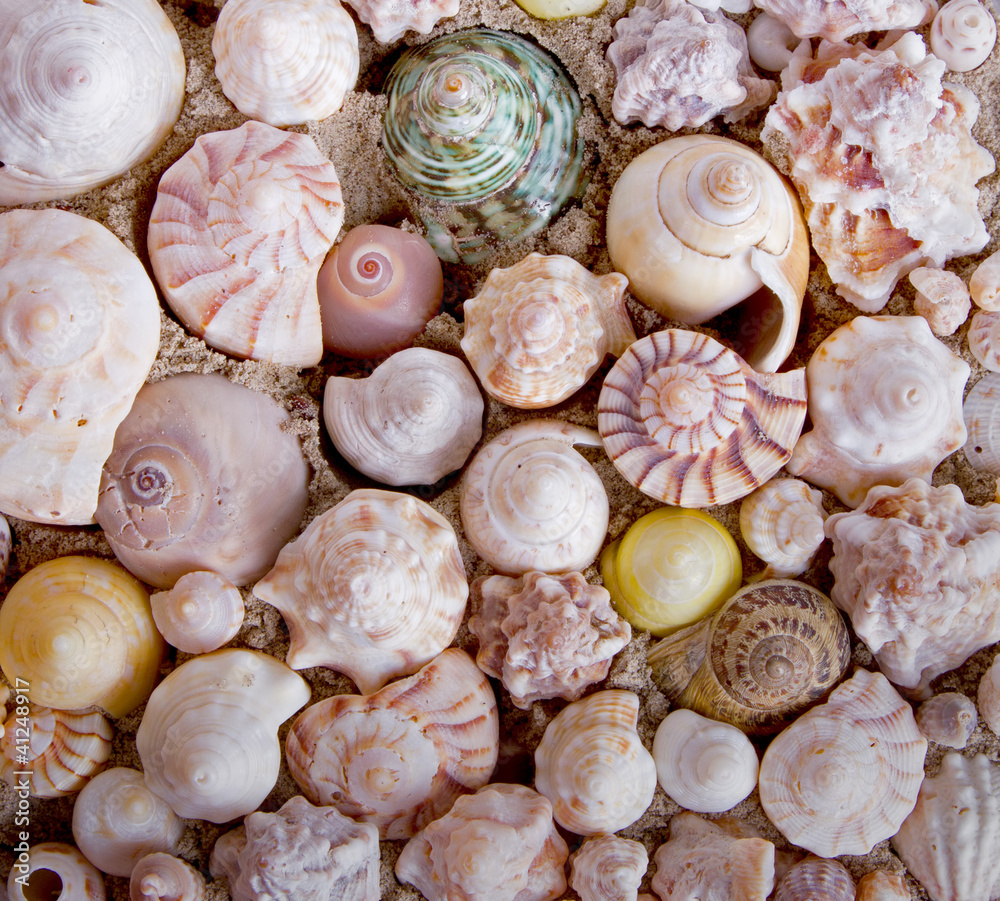 Spiral shells for background Spiral shells for background