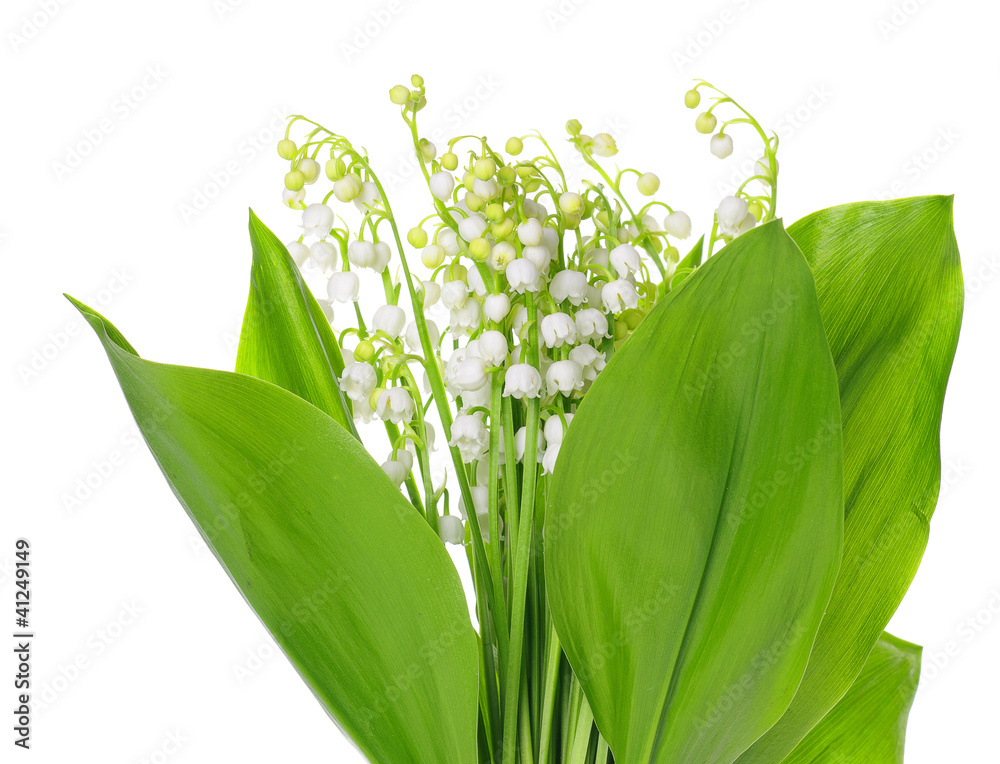 Fototapeta premium Lily of the Valley