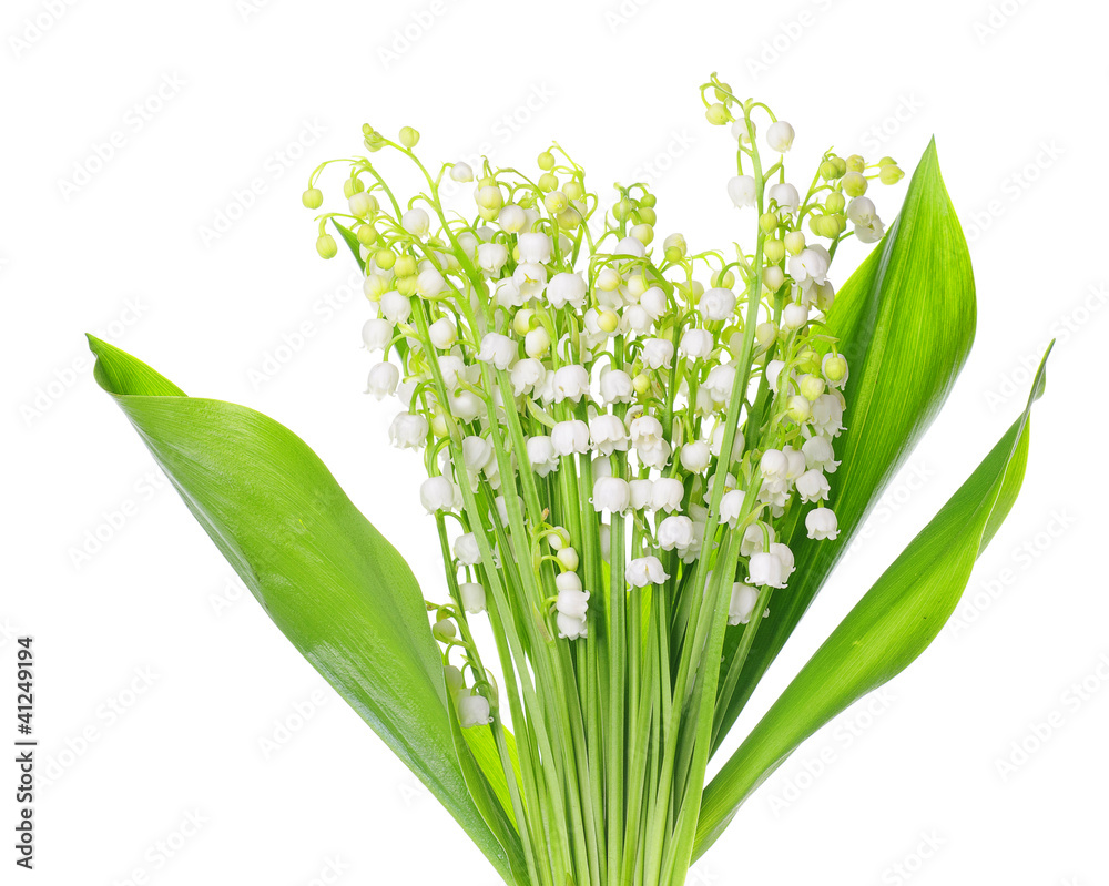 Fototapeta premium Lily of the Valley