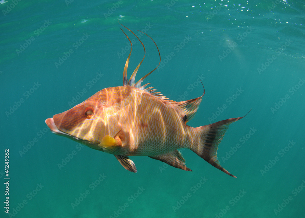 Obraz premium Hogfish swimming underwater