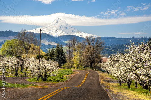 Rural road, apple orchards, Mt. Hood