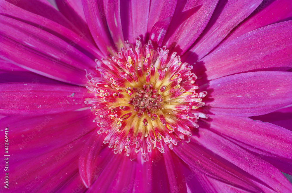 bloom in spring bloom in spring