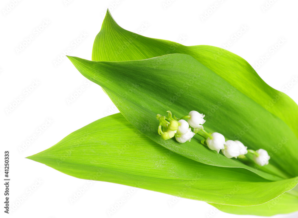 Lily of the Valley
