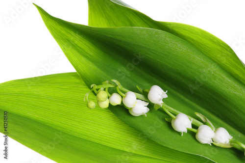 Lily of the Valley