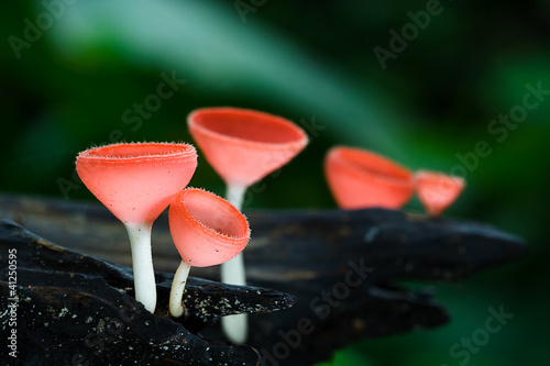 autumn red champagne mushroom