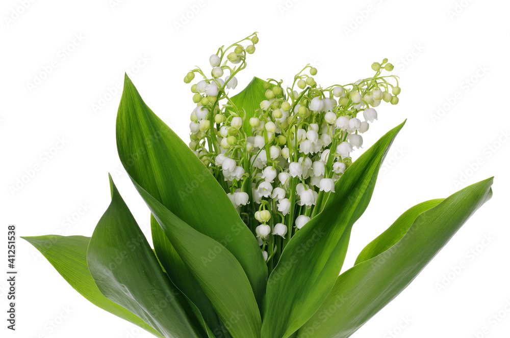 Fototapeta premium Lily of the Valley
