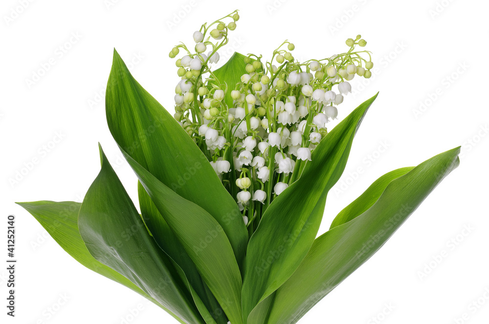 Obraz premium Lily of the Valley