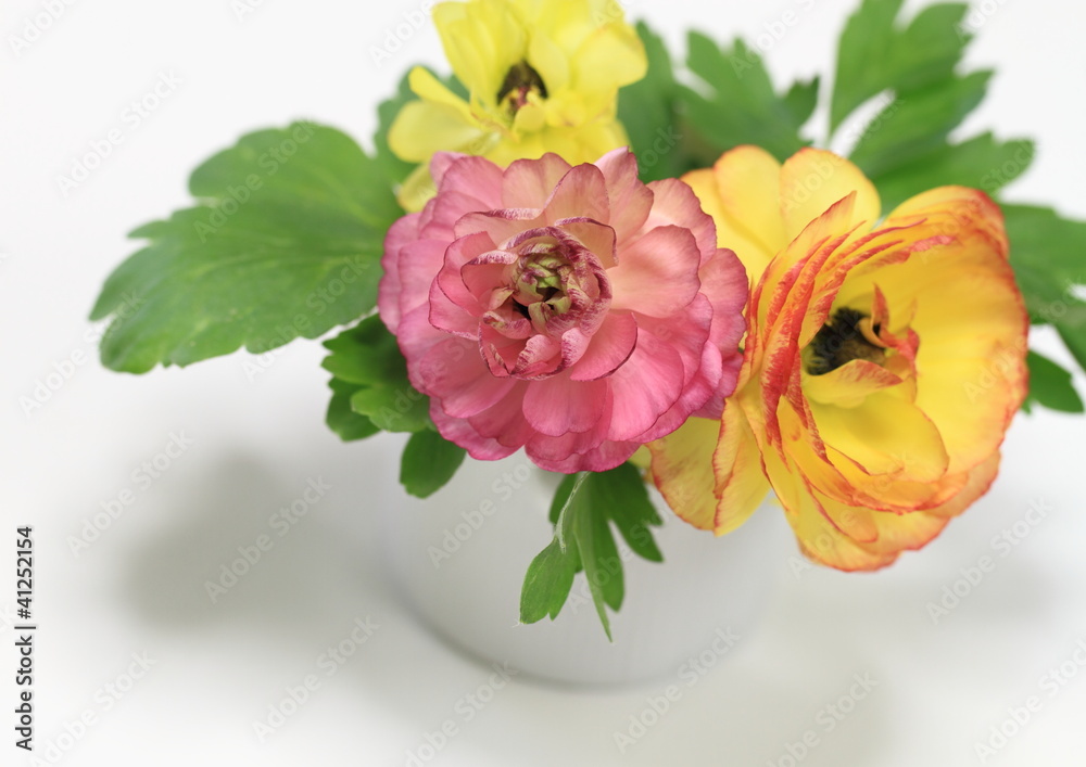 Obraz premium ラナンキュラスRanunculus