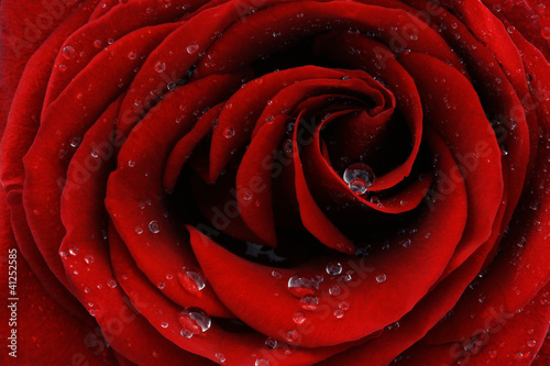 Red rose closeup #41252585