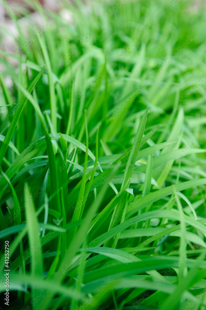 High green grass High green grass