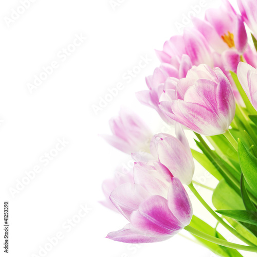 Pink tulips