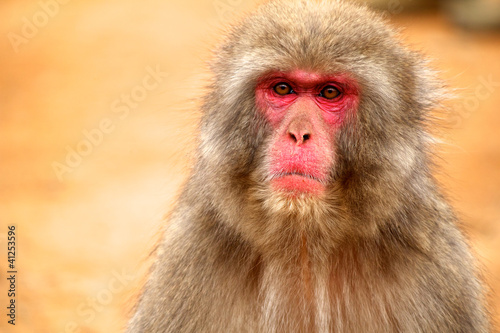 日本猿 © tetsu8091