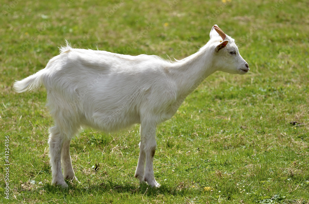 Juvenile white goat (Capra aegagrus hircus) on grass Juvenile white goat (Capra aegagrus hircus) on grass