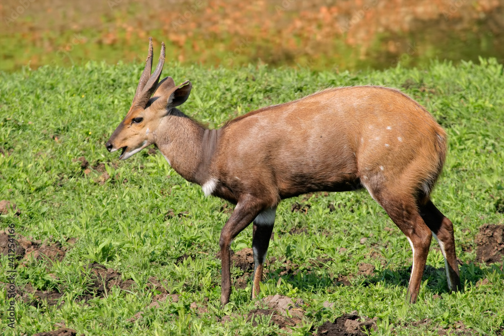 Male Bushbuck antelope (Tragelaphus scriptus) Male Bushbuck antelope (Tragelaphus scriptus)