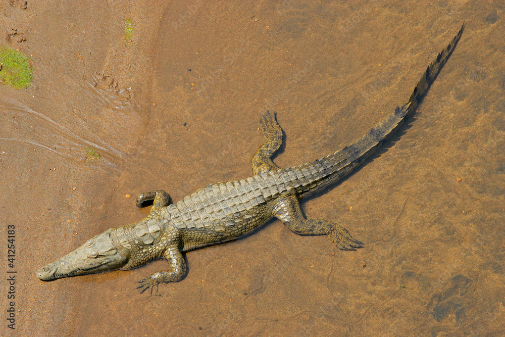 Nile crocodile (Crocodylus niloticus) Nile crocodile (Crocodylus niloticus)